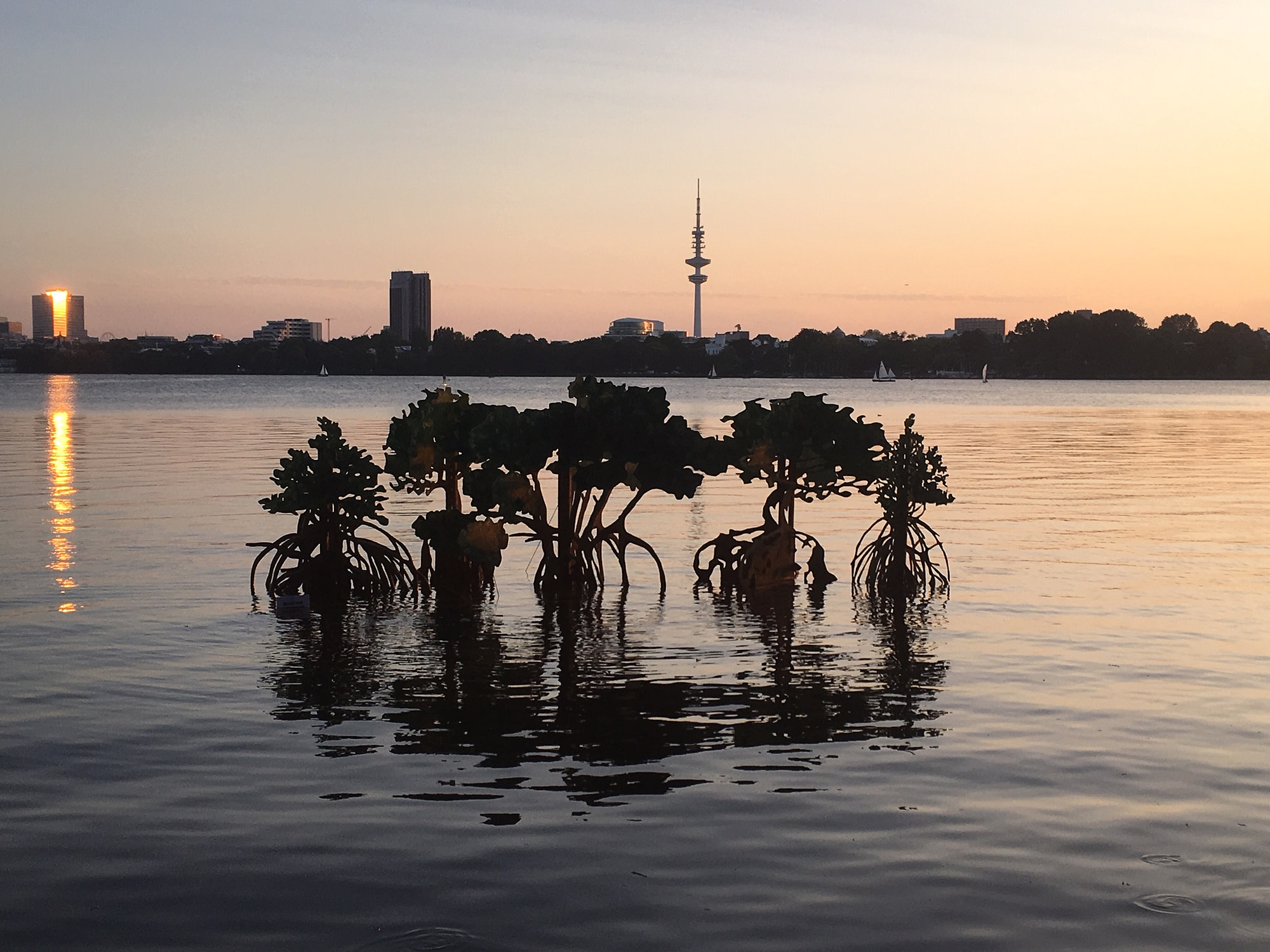 Mangrovenwälder in Hamburg für den WWF Deutschland